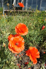 blooming Papaver rupifragum Tangerine Parfait. Pale orange semi-double poppy flowers in a summer garden on a flower bed. Floral wallpaper.