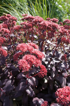 Blooming Hylotelephium or Sedum hybrid Blue Pearl with scarlet and red flowers and burgundy leaves and stems in a sunny garden . Bright autumn flowers. Floral wallpaper.