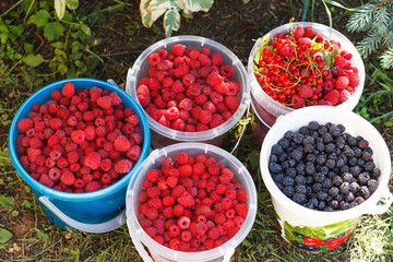 Full buckets of freshly picked various berries in the summer garden. Organic and fresh berries in buckets on a farm plot