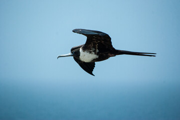 Seagull flying over the sea. Sunset and sunrise. Seagulls at high altitude. bird flying