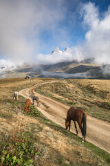 Naklejka premium Wild horses grazing in Caucasus mountains in Georgia