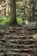 Path through the sunny fir tree forest
