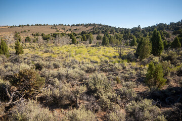 A Beautiful High Mountain Habitat with Scrub Chaparral and Trees
