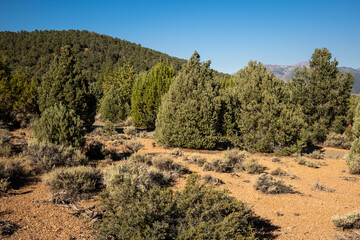 A Beautiful High Mountain Habitat with Scrub Chaparral and Trees
