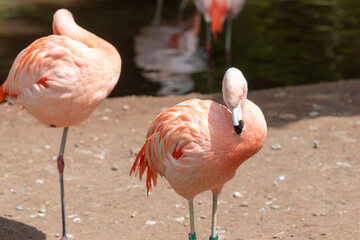 Plakat Close up of a Chilean flamingo (phoenicopterus chilensis) preening itself