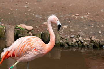 Fototapeta premium Side view of a Chilean flamingo (phoenicopterus chilensis)