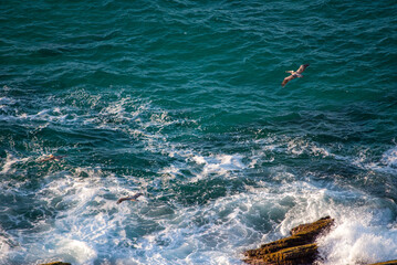 Cliff with pelicans. Sea. Stone. Sea crashing against the stones

