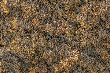 Close up background of seaweed