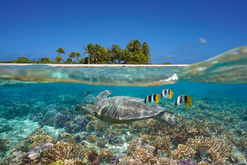 Coral reef with sea turtle and fish along tropical island shore in the south Pacific ocean, split level view over and under water surface