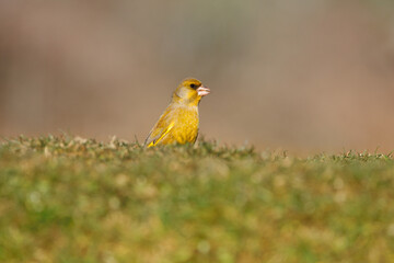 Verderón, Chloris chloris
