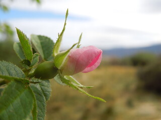 Pimpollo de rosa mosqueta. Paisaje de montañas de fondo. Rosa eglanteria.