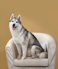 Sitting Siberian husky