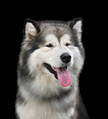 Alaskan Malamute dog