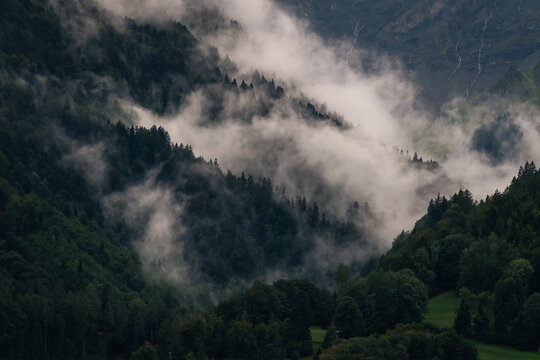Fog around the trees on a moody day high quality © joel