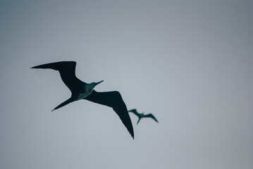 Seagull flying over the sea. Sunset and sunrise. Seagulls at high altitude. bird flying