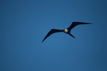 Fototapeta na wymiar Seagull flying over the sea. Sunset and sunrise. Seagulls at high altitude. bird flying