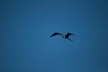 Seagull flying over the sea. Sunset and sunrise. Seagulls at high altitude. bird flying