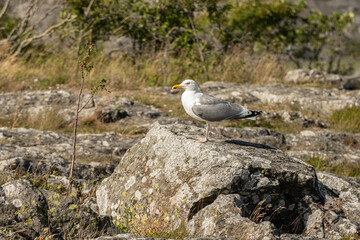 Young seagull standing on a stone.