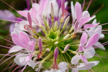 Spider flower