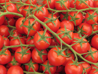 TOMATOES ON THE BRANCH
