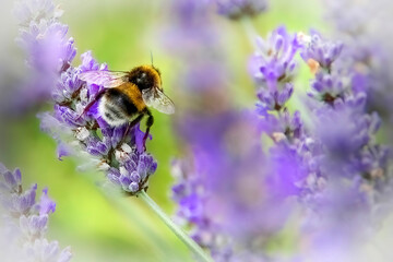 Bumble bee on lavender