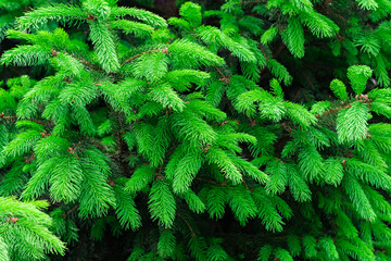 Photo of many coniferous branches in rich green color. Some of the branches are slightly out of focus for use as a background.