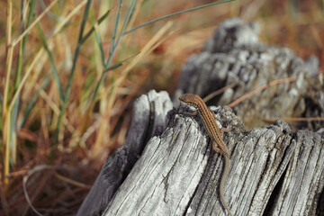 Lizard on Tree Stump