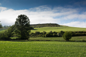 Obraz premium Green landscapes of Castilla, Spain in spring, pilgrims' passage area at the entrance to the city of Burgos.