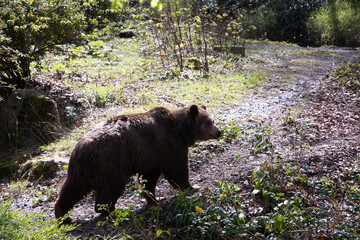 a brown bear walks along a path among the bushes, a sunny spring day 