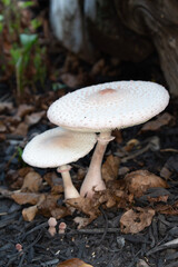 mushroom in the forest