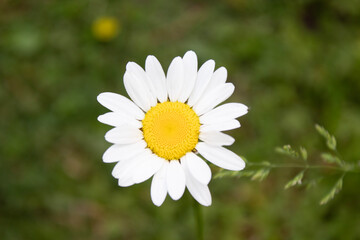 Fototapeta premium white daisy flower