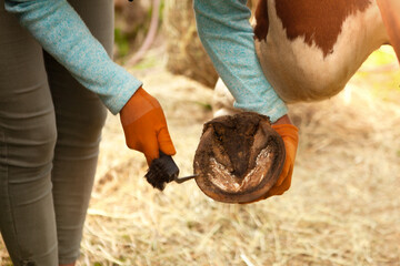 A girl in brown gloves cleans the horse's hooves with a special hook.