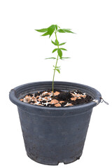 Marijuana sapling blue dream