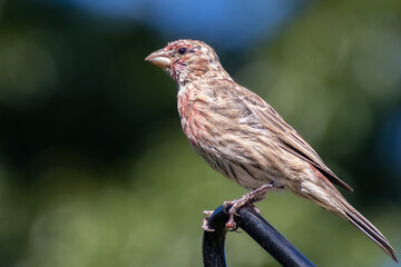 Male Finch perching on feeder