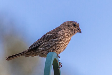 Female Finch perched on top of a feeder