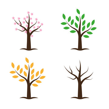 Tree collection in four seasons. Spring Summer Autumn Winter. Vector illustration isolated on white background