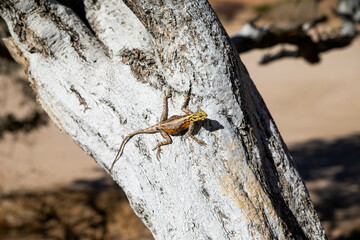 lizard on a tree in the desert
