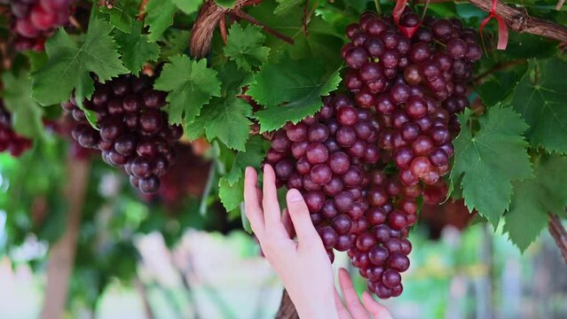 woman Worker's Hands Holding a Bunch of red Grapes on the vine
