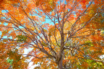 紅葉