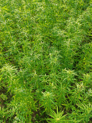 Agricultural field of hemp or cannabis. Growing annual herbaceous flowering plant for industrial needs.