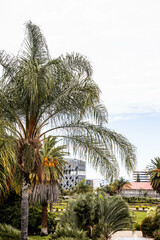 palm trees in the city of windhoek, namibia