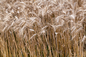 Cereal crops, wheat