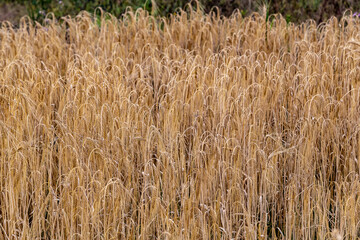 Cereal crops, barley
