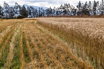 Cereal crops, wheat