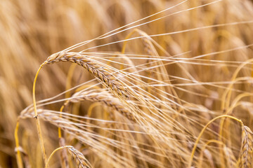 Cereal crops, barley