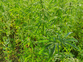 Agricultural field of hemp or cannabis. Growing annual herbaceous flowering plant for industrial needs.