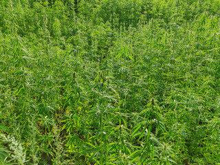 Agricultural field of hemp or cannabis. Growing annual herbaceous flowering plant for industrial...