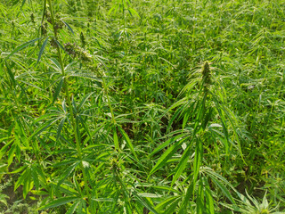 Agricultural field of hemp or cannabis. Growing annual herbaceous flowering plant for industrial needs.