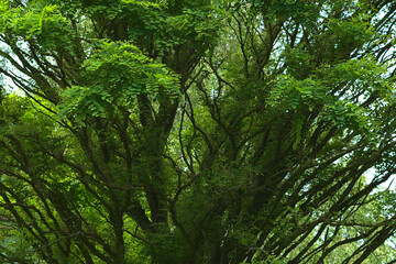 Dense acacia tree branches with green leaves.