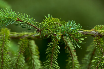 A conifer twig with green spikes. Natural green background.